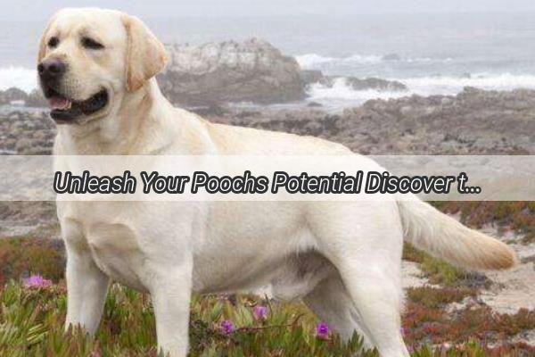 Unleash Your Poochs Potential Discover the Secret to Perfectly Binded Flying Ears